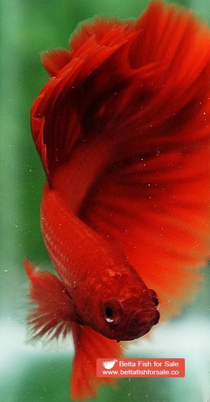 Betta fish OHM Super Red Sky Hawk - Image 7