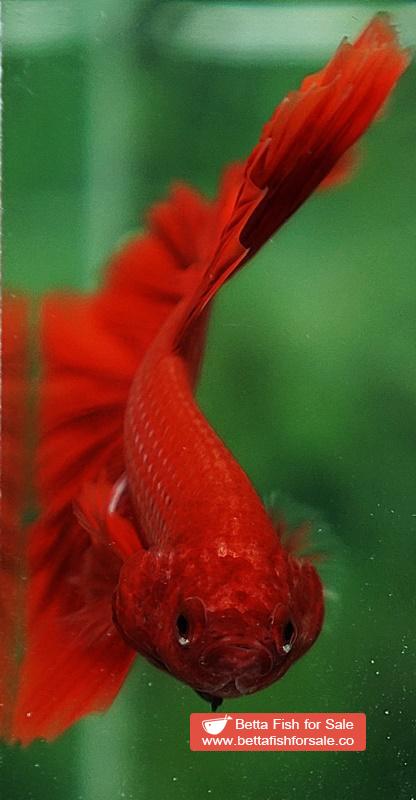 Betta fish OHM Super Red Sky Hawk - Image 8