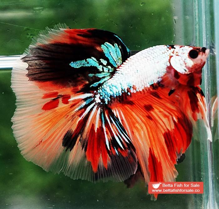 Betta fish OHM Big Fancy Candy Dragon - Image 3