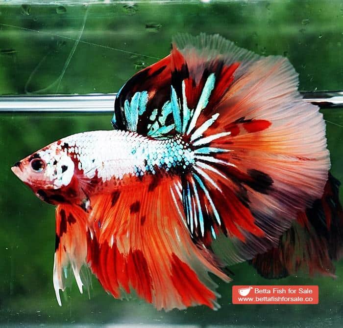 Betta fish OHM Big Fancy Candy Dragon - Image 2