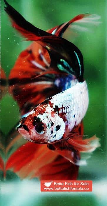 Betta fish OHM Big Fancy Candy Dragon - Image 4