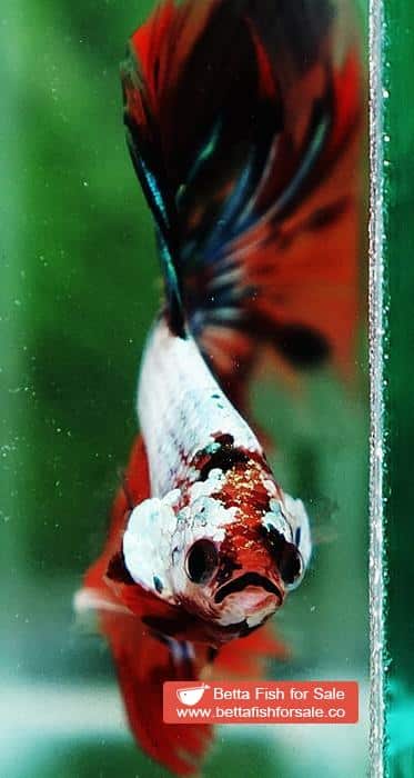 Betta fish OHM Big Fancy Candy Dragon - Image 5