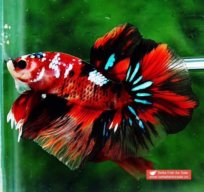 Betta fish OHM Red Tiger Galaxy - Image 2