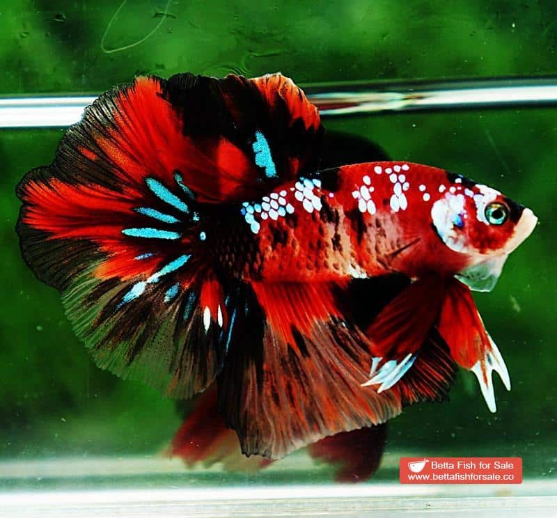 Betta fish OHM Red Tiger Galaxy - Image 3