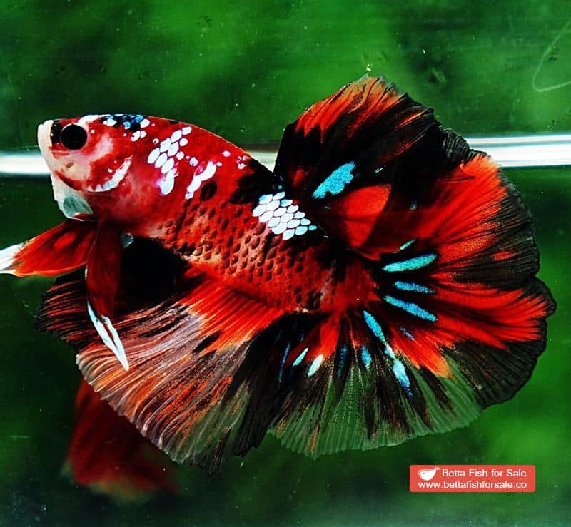 Betta fish OHM Red Tiger Galaxy - Image 4
