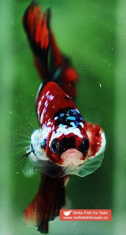 Betta fish OHM Red Tiger Galaxy - Image 5