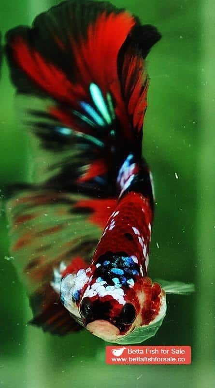 Betta fish OHM Red Tiger Galaxy - Image 6