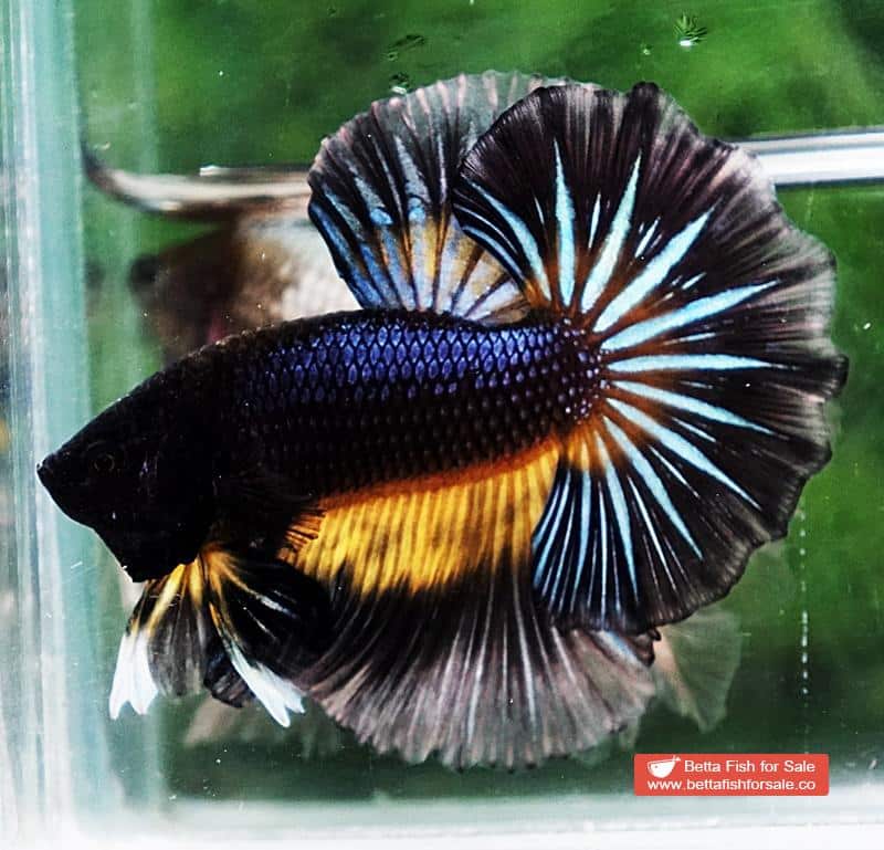 Betta fish OHM Black Pumpkin Black Ring Sky Hawk - Image 4