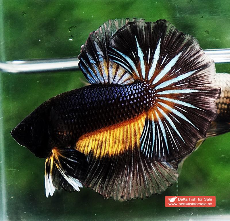 Betta fish OHM Black Pumpkin Black Ring Sky Hawk - Image 6