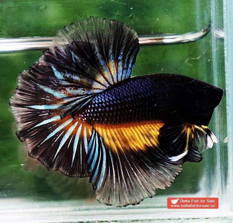 Betta fish OHM Black Pumpkin Black Ring Sky Hawk - Image 5