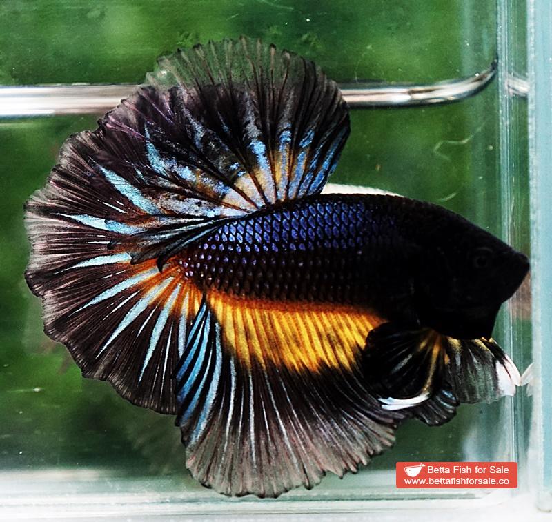 Betta fish OHM Black Pumpkin Black Ring Sky Hawk - Image 7