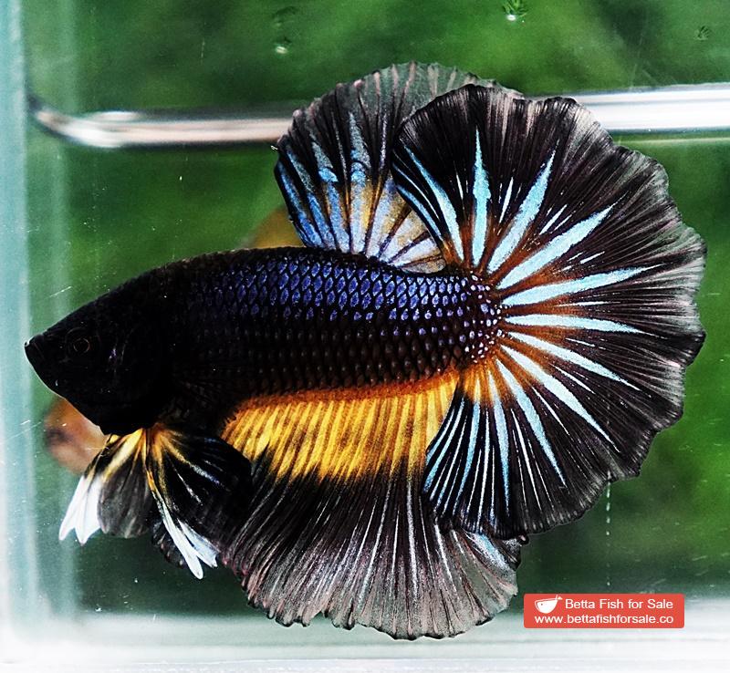 Betta fish OHM Black Pumpkin Black Ring Sky Hawk - Image 2