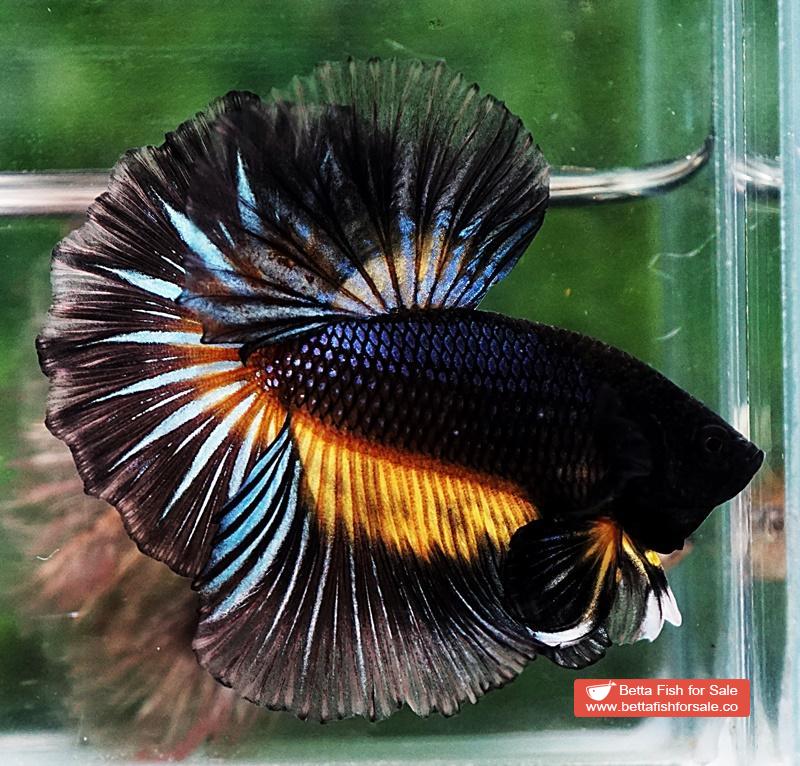 Betta fish OHM Black Pumpkin Black Ring Sky Hawk - Image 3