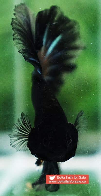 Betta fish OHM Black Pumpkin Black Ring Sky Hawk - Image 8
