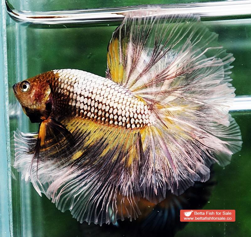 Betta fish OHM The Angle Armor Feather tail - Image 3