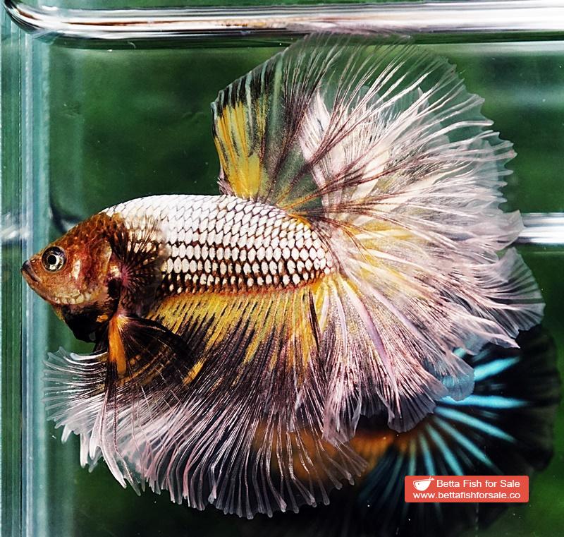 Betta fish OHM The Angle Armor Feather tail - Image 5