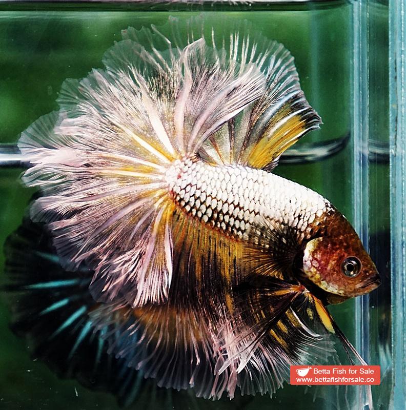 Betta fish OHM The Angle Armor Feather tail - Image 4