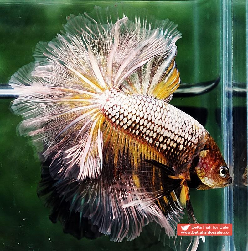 Betta fish OHM The Angle Armor Feather tail - Image 6