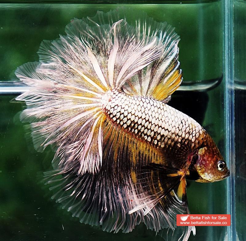 Betta fish OHM The Angle Armor Feather tail
