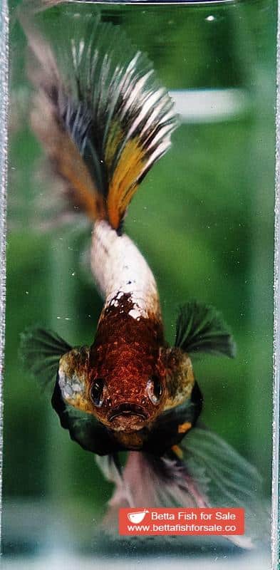 Betta fish OHM The Angle Armor Feather tail - Image 7