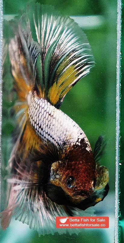 Betta fish OHM The Angle Armor Feather tail - Image 8