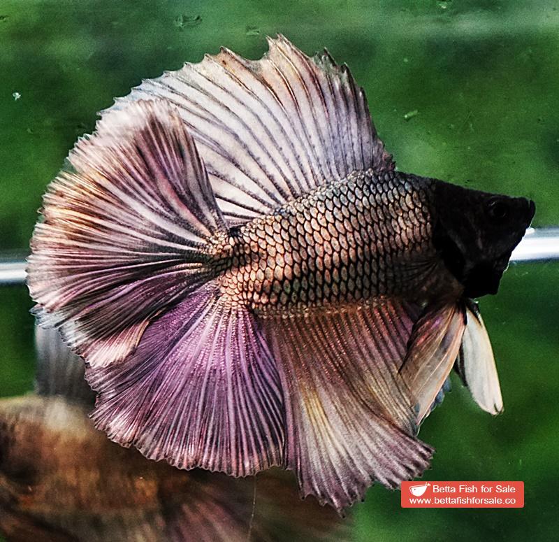 Betta fish DTHM Copper Gold Black Head - Image 4