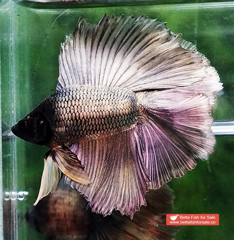 Betta fish DTHM Copper Gold Black Head - Image 3