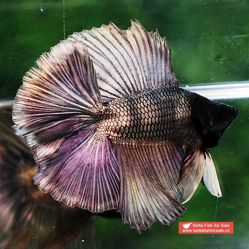 Betta fish DTHM Copper Gold Black Head - Image 6