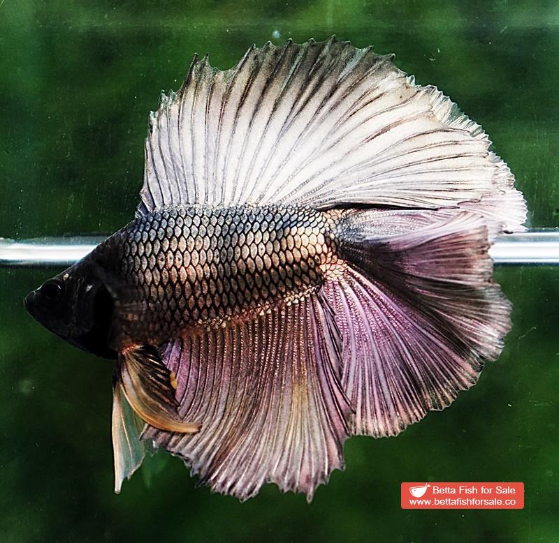 Betta fish DTHM Copper Gold Black Head - Image 5