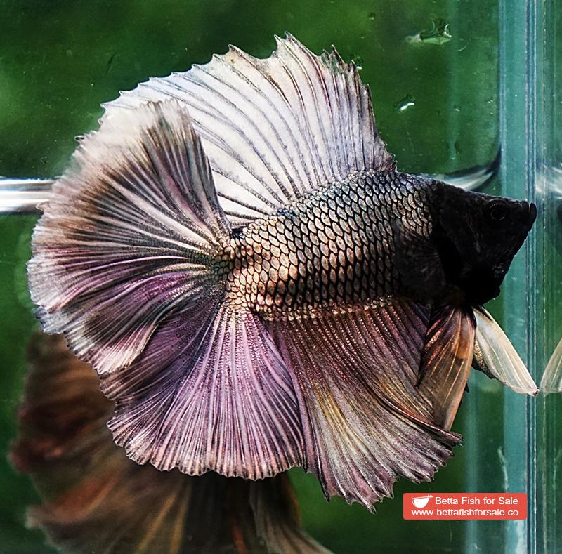 Betta fish DTHM Copper Gold Black Head - Image 2