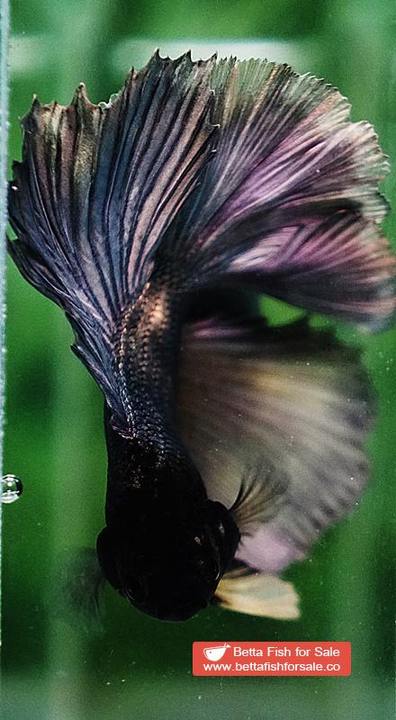 Betta fish DTHM Copper Gold Black Head - Image 7