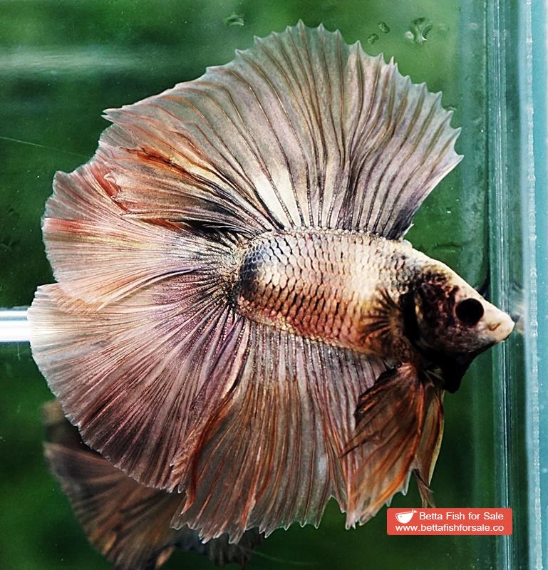 Betta fish DTHM Copper Rust - Image 4