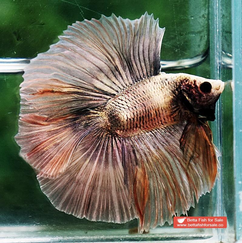 Betta fish DTHM Copper Rust - Image 2