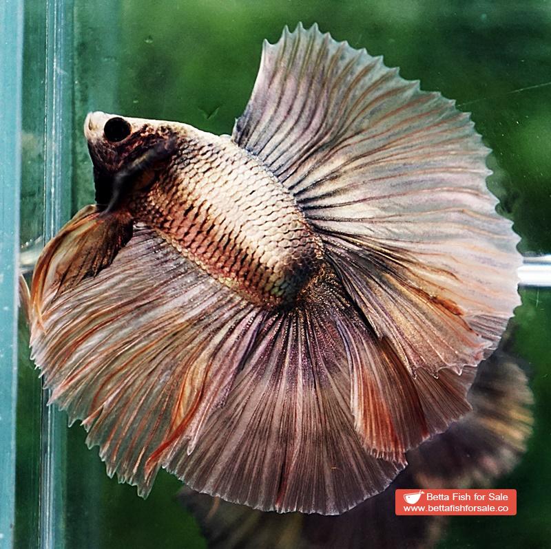 Betta fish DTHM Copper Rust - Image 3
