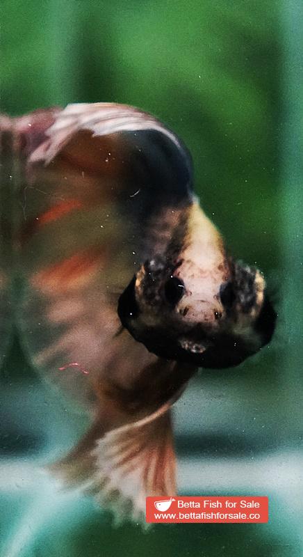 Betta fish DTHM Copper Rust - Image 5