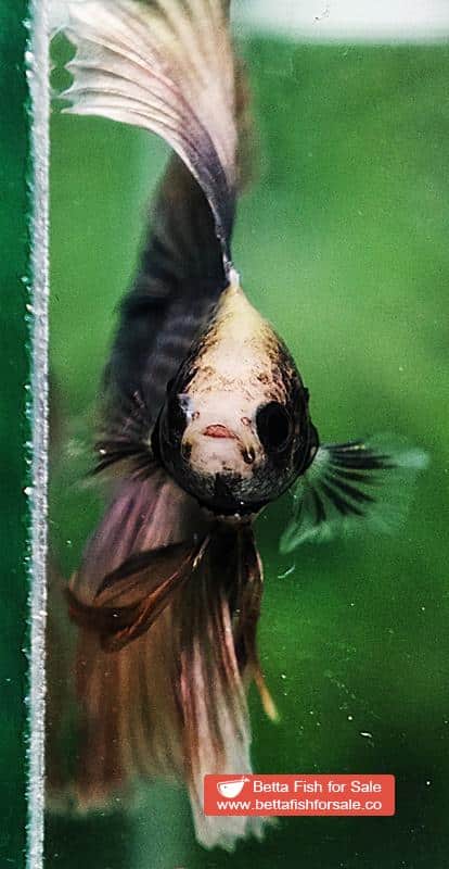 Betta fish DTHM Copper Rust - Image 6