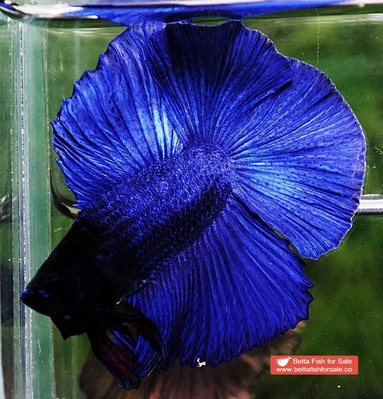 Betta fish DTHM Steel Blue Black Head - Image 2