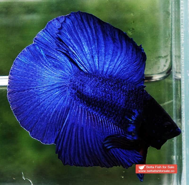 Betta fish DTHM Steel Blue Black Head - Image 3