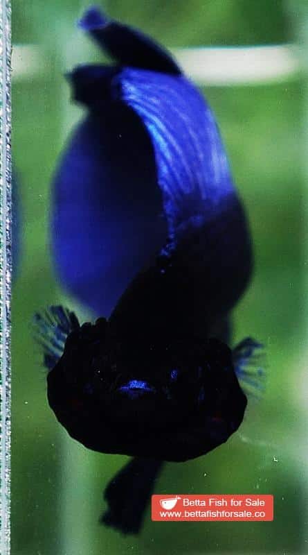 Betta fish DTHM Steel Blue Black Head - Image 4