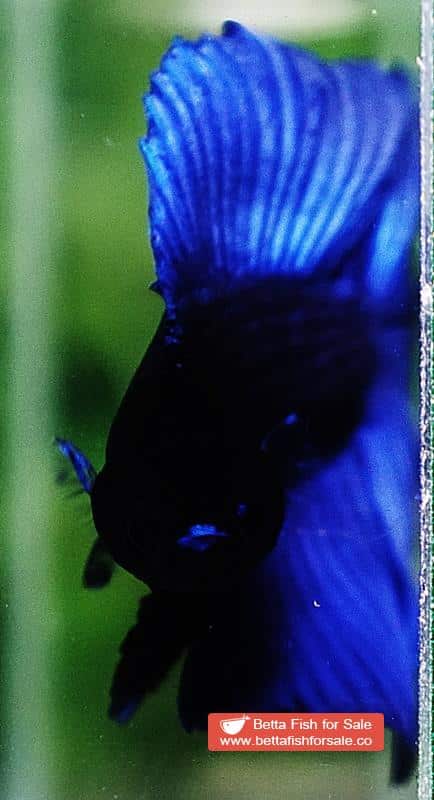 Betta fish DTHM Steel Blue Black Head - Image 5