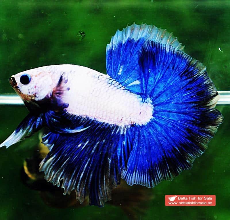 Betta fish OHM Strong Blue Dragon - Image 4