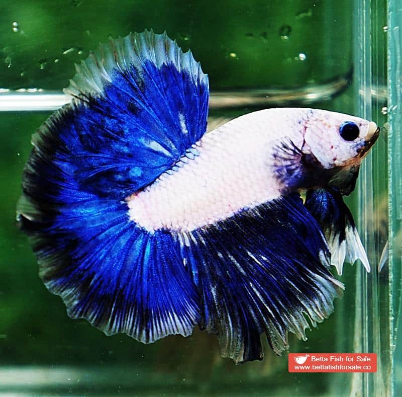 Betta fish OHM Strong Blue Dragon - Image 3