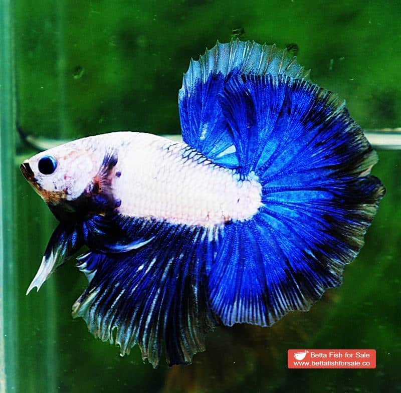 Betta fish OHM Strong Blue Dragon - Image 2