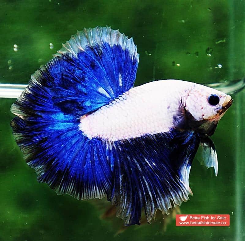 Betta fish OHM Strong Blue Dragon - Image 5