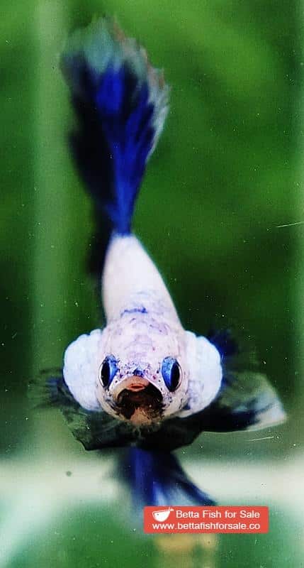 Betta fish OHM Strong Blue Dragon - Image 6