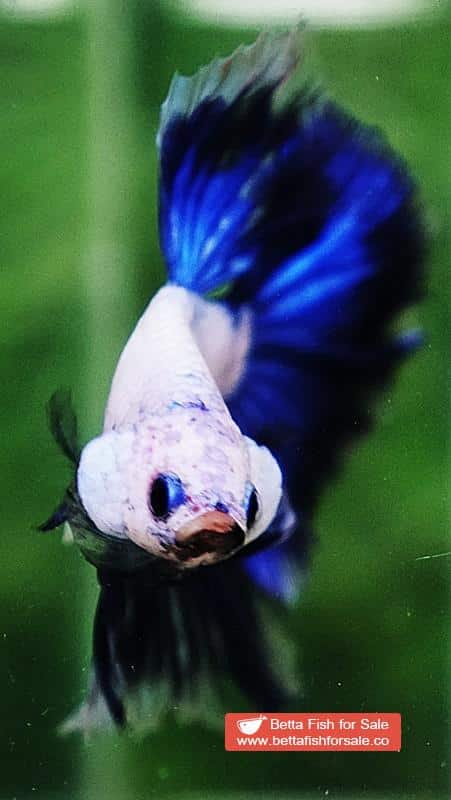 Betta fish OHM Strong Blue Dragon - Image 7