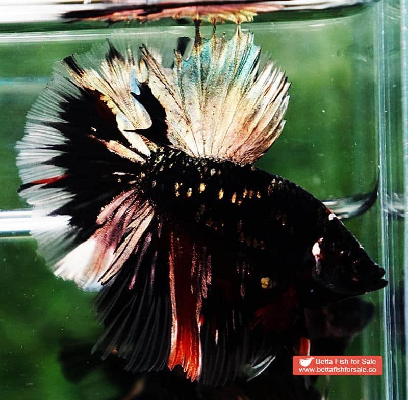 Betta fish Shadow Black Gold Star Series (Rare) - Image 7