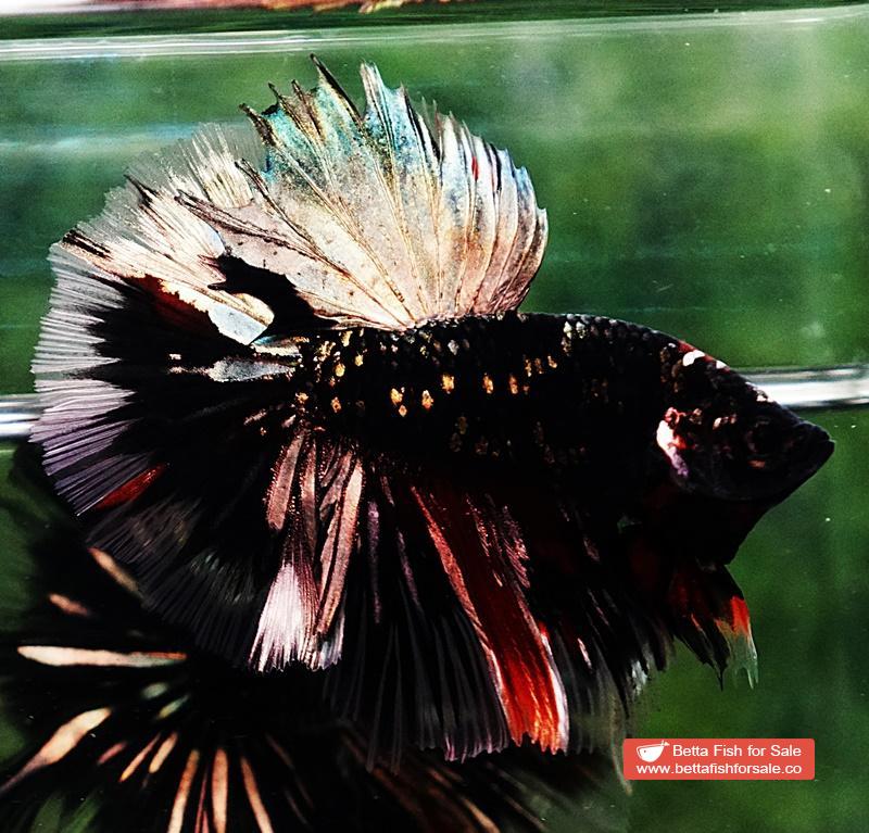 Betta fish Shadow Black Gold Star Series (Rare) - Image 3