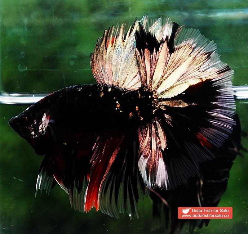 Betta fish Shadow Black Gold Star Series (Rare) - Image 4
