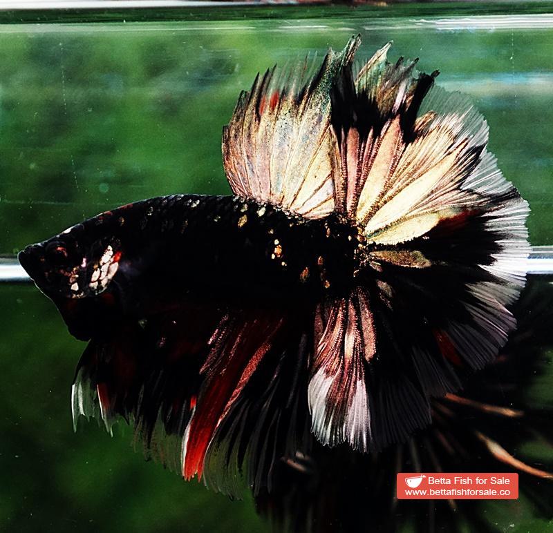 Betta fish Shadow Black Gold Star Series (Rare) - Image 6